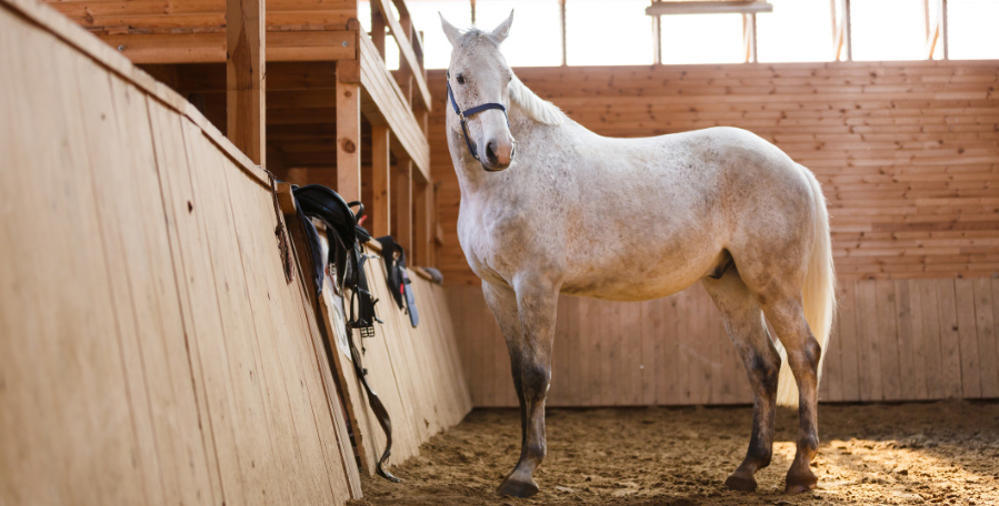 clanek 12 - kone priprava 1